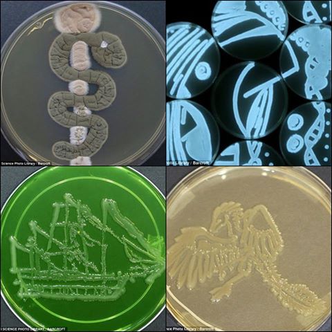 cool bacteria artwork 